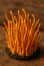 Cordyceps