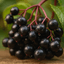 Elderberry