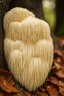 Lion's Mane
