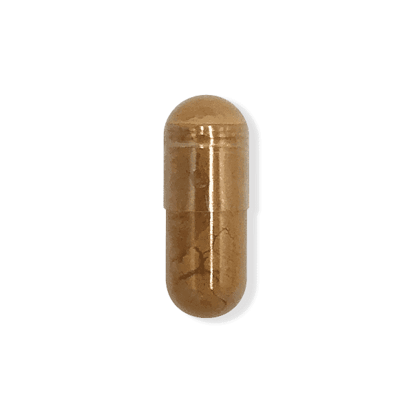 Cordyceps